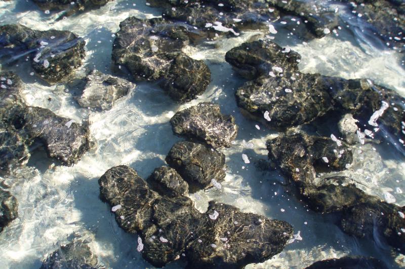 Stromatolite Hamelin Pool 